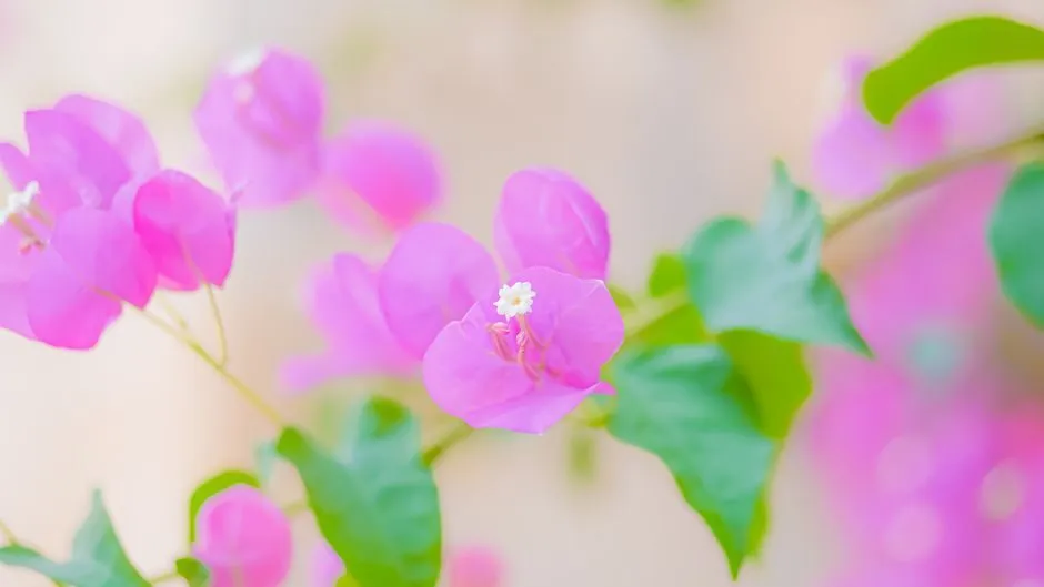 Ảnh hoa giấy phù hợp làm hình nền máy tính