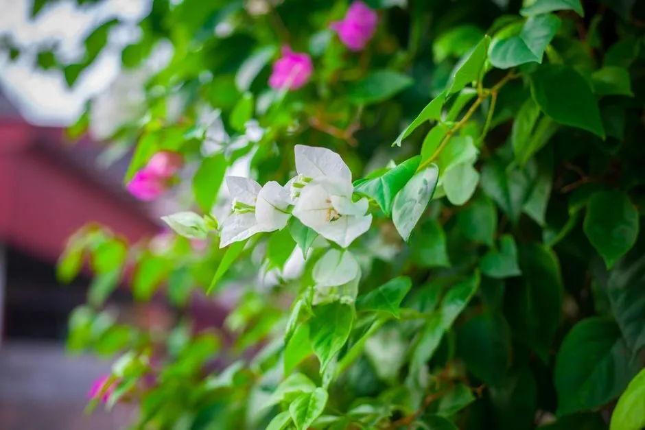 Hoa giấy trắng tinh khôi nở trong vườn