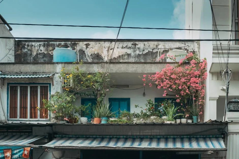 Chậu hoa giấy nở rực trên ban công nhà phố