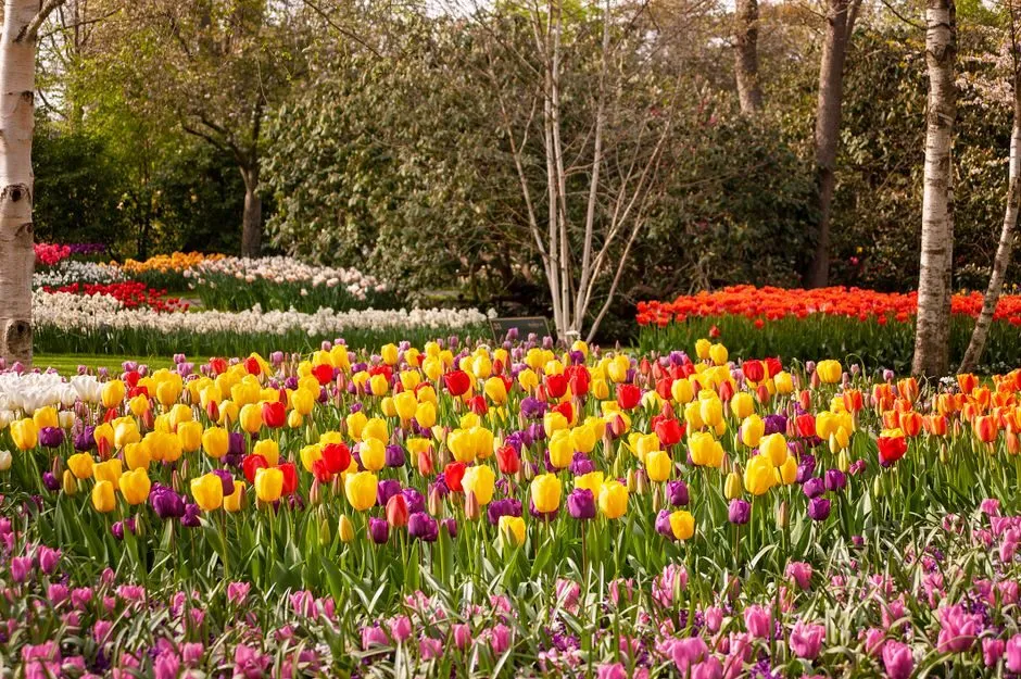 Ảnh hoa tulip cánh đồng nhiều màu sắc rực rỡ