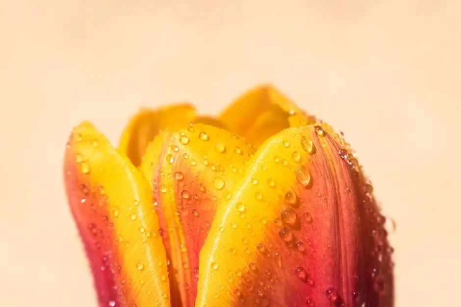 Ảnh hoa tulip đọng giọt sương sau cơn mưa