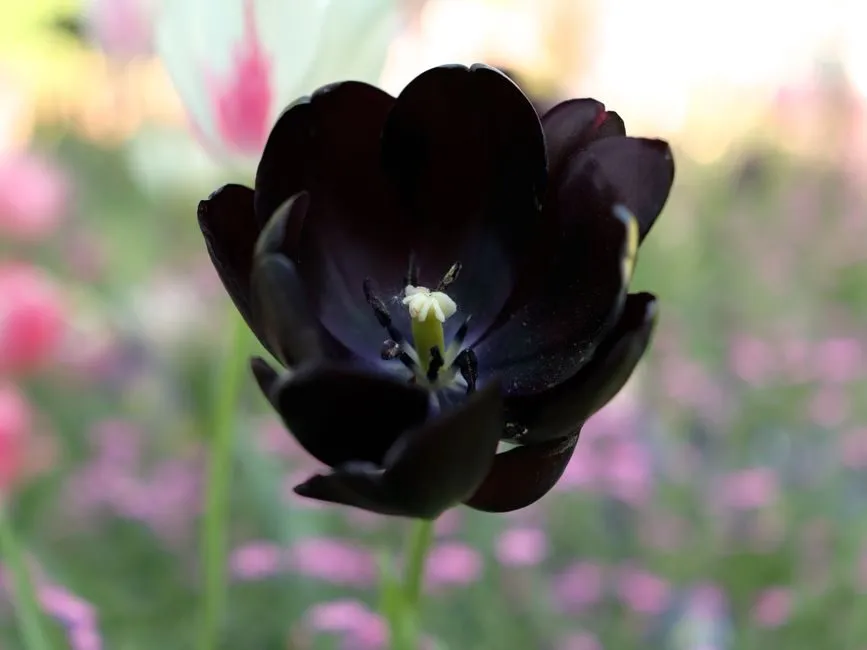 Ảnh hoa tulip đen tím than hiếm gặp