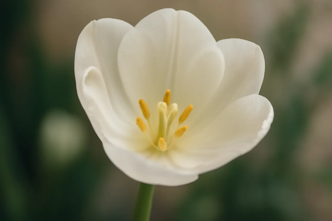 Ảnh hoa tulip trắng chụp cận cảnh với nền xanh