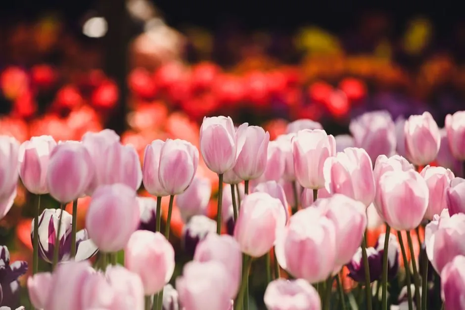 Ảnh hoa tulip hồng dưới ánh nắng sớm dịu nhẹ