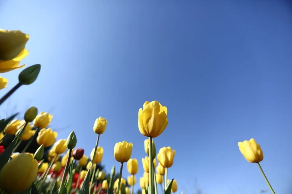 Ảnh hoa tulip vàng dưới nền trời xanh trong