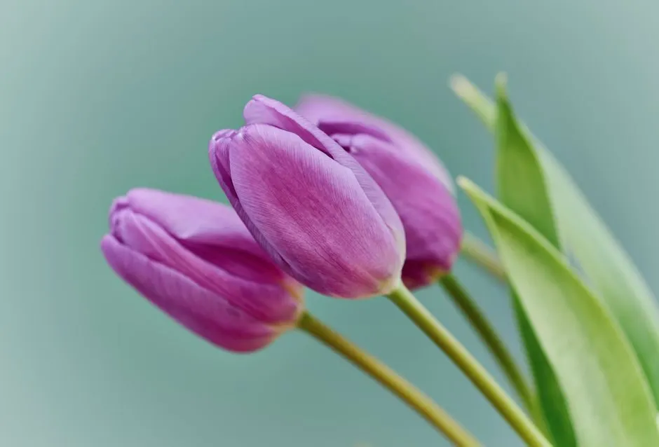 Ảnh hoa tulip tím trong sương mù buổi sáng