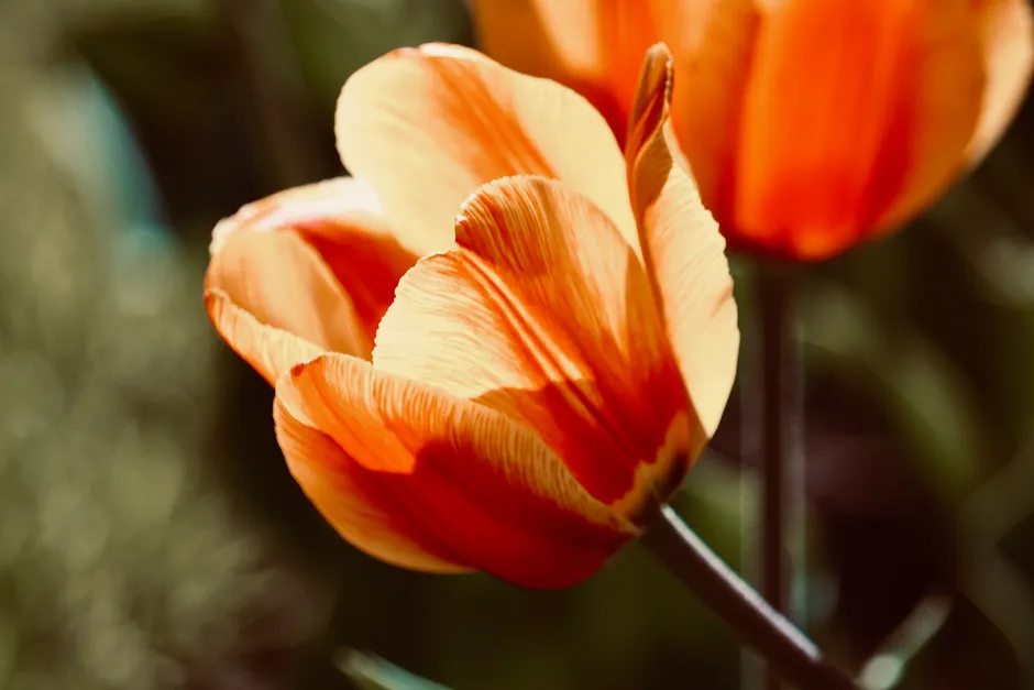 Ảnh hoa tulip cam dưới ánh sáng hoàng hôn ấm áp