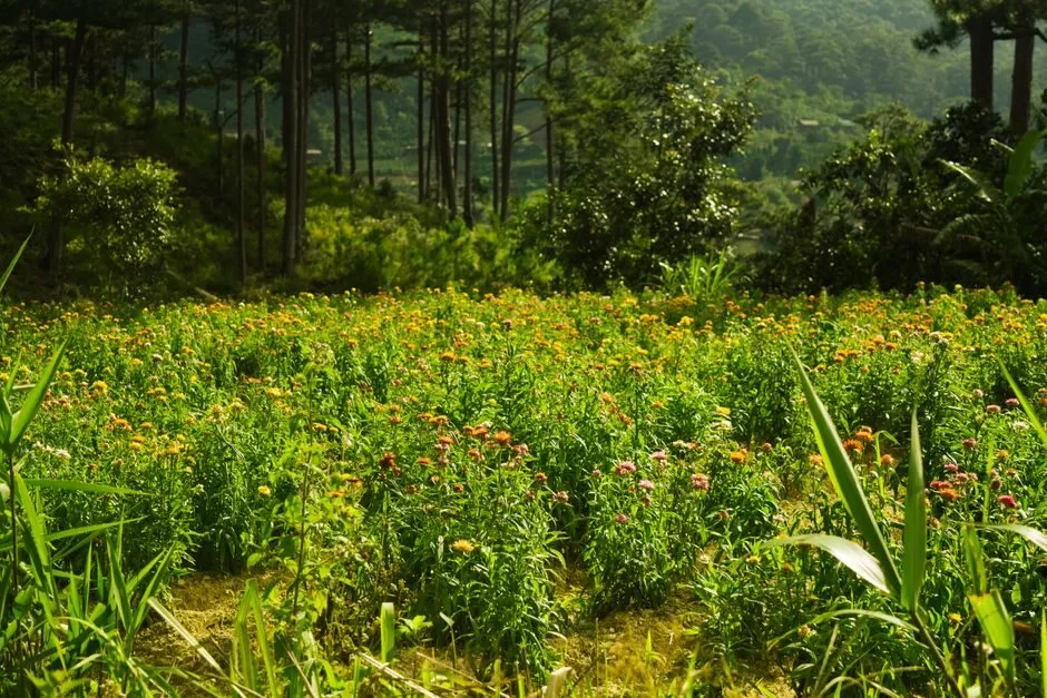 ảnh phong cảnh cánh đồng hoa nhiều màu sắc