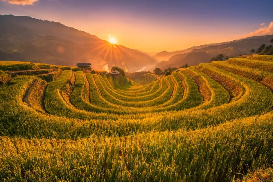 Hoàng hôn vàng cam trên cánh đồng lúa